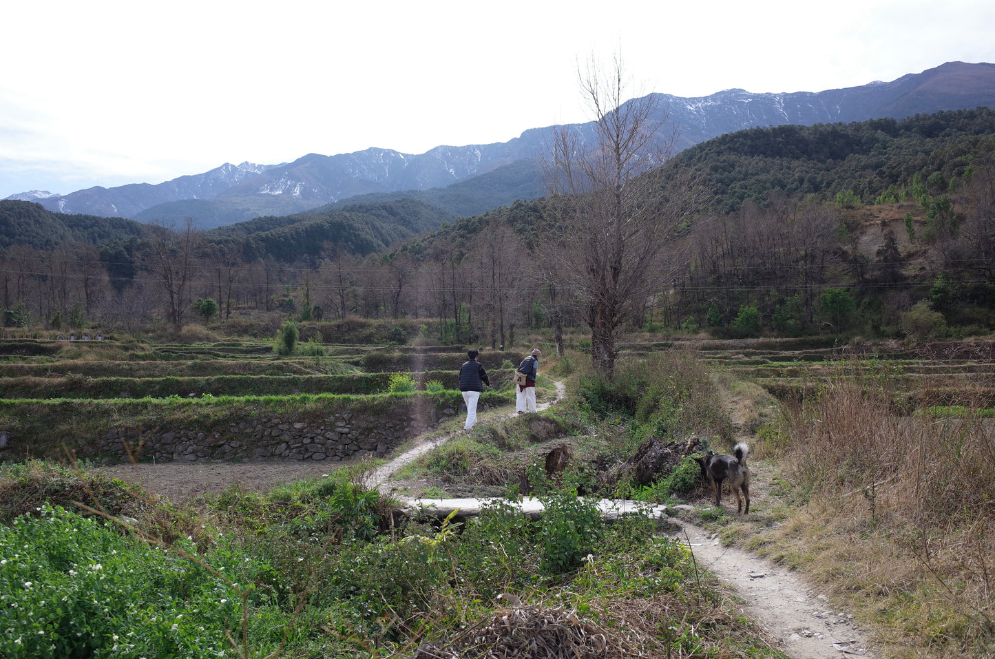 Allez à la montagne Cangshan pour cueillir des pommes de pin et des pignons de pin 