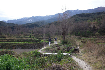 去苍山野道捡松果松子