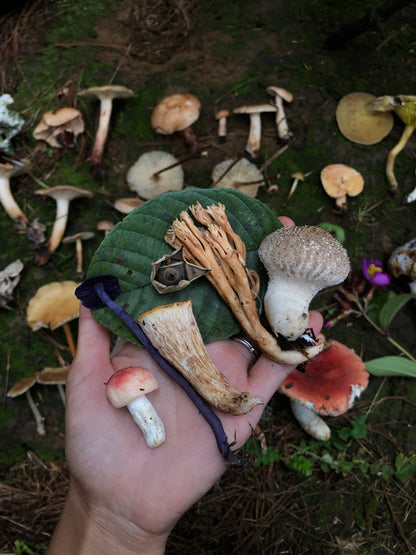 Mini recogida de piñones y recolección de setas en el bosque