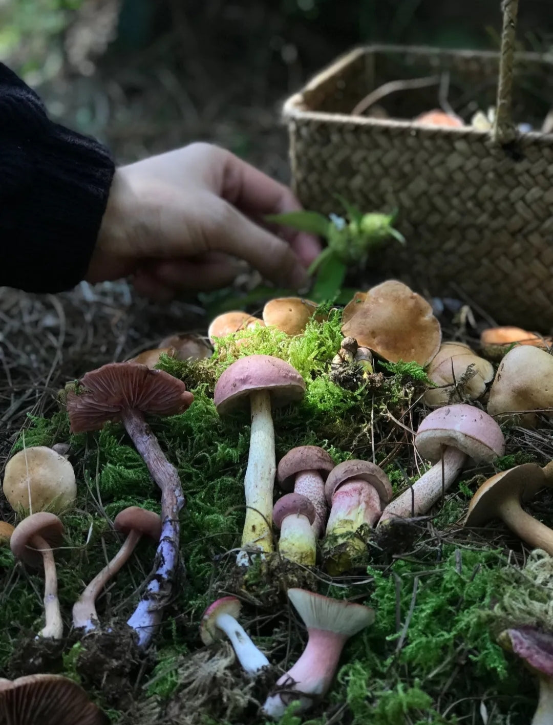 (Junio-Octubre) Subir a la montaña a recoger setas | Comer setas en las casas de los agricultores