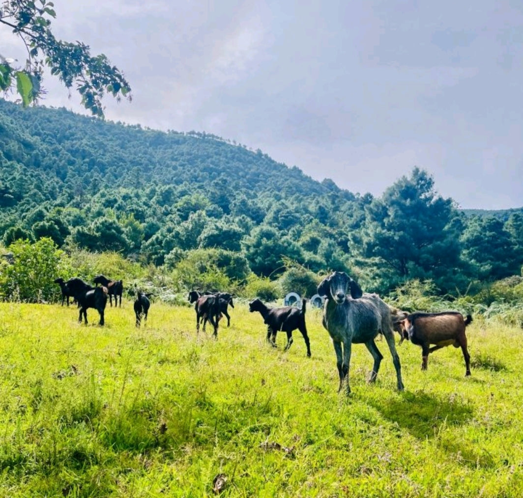 凤羽山野轻徒步｜乡村、田野和古寺