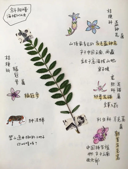 自然觀察與筆記| 鳥類、植物與昆蟲