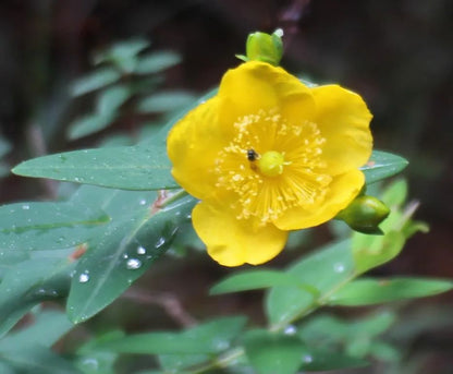 自然観察とノート | 鳥類、植物、昆虫 