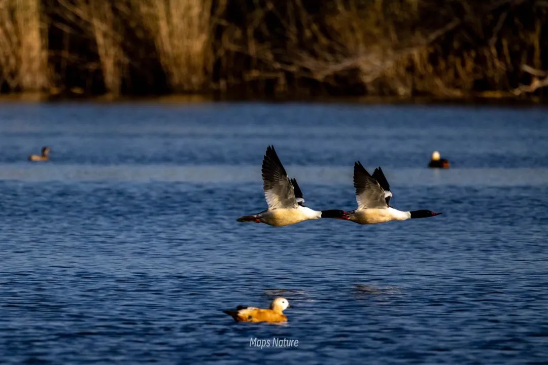 Bird watching trip on the lake | Go deep into nature (Tuesday, Saturday)