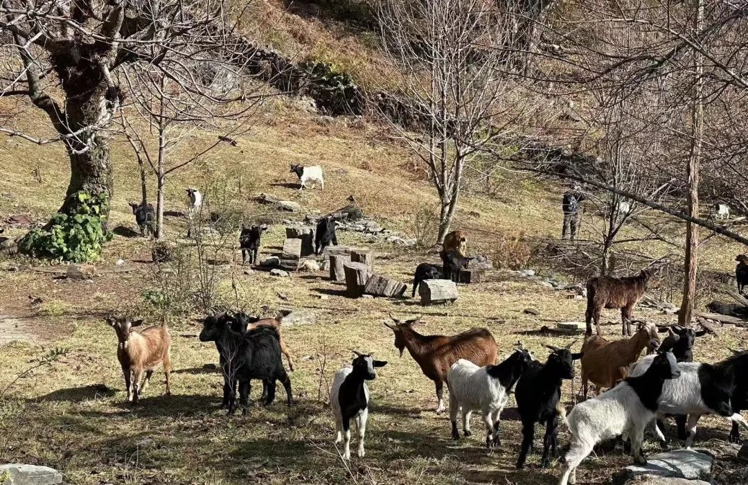 西の山の中の「親戚」の家で過ごした一日 | 苍山の反対側 