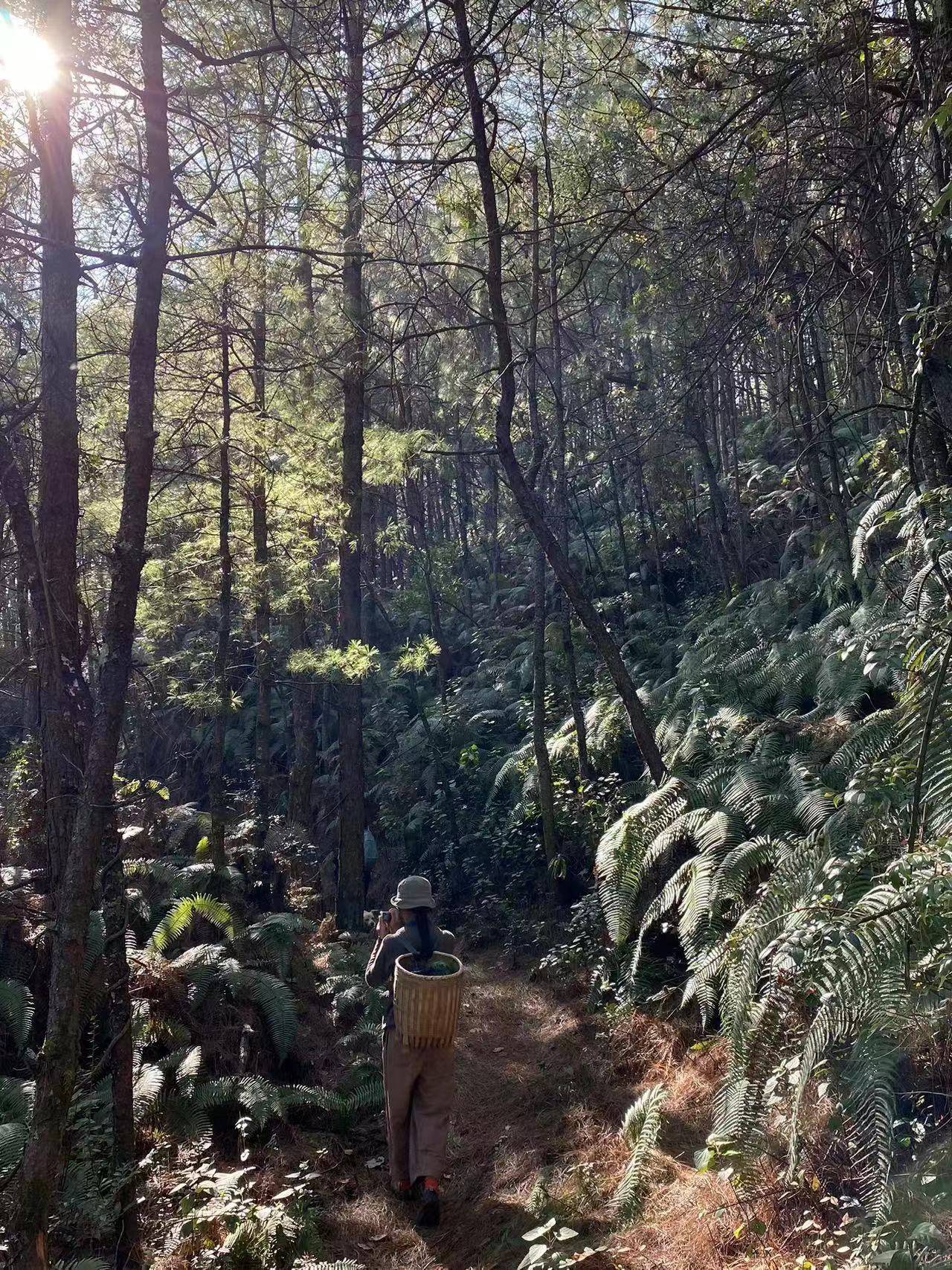 Kuosongping Light Wanderung | Felder, Bäche, Wälder