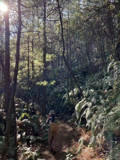 広い松坪軽歩行 | 田園・小川・森 