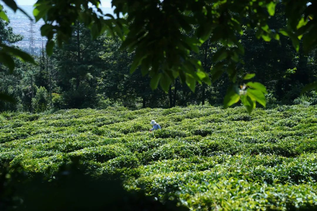 （4月-11月）採茶炒茶| 溪畔的茶園