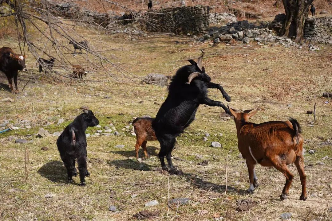 Un día en la casa de un &quot;pariente&quot; en las profundas montañas de Xipo | El otro lado de la montaña Cangshan