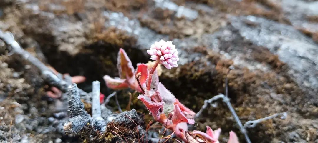 Ganztägige Naturbeobachtung in Cangshan | Vögel, Pflanzen und Insekten