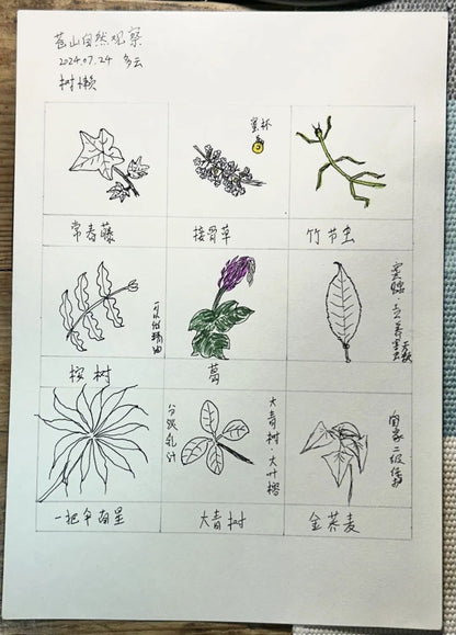 自然觀察與筆記| 鳥類、植物與昆蟲