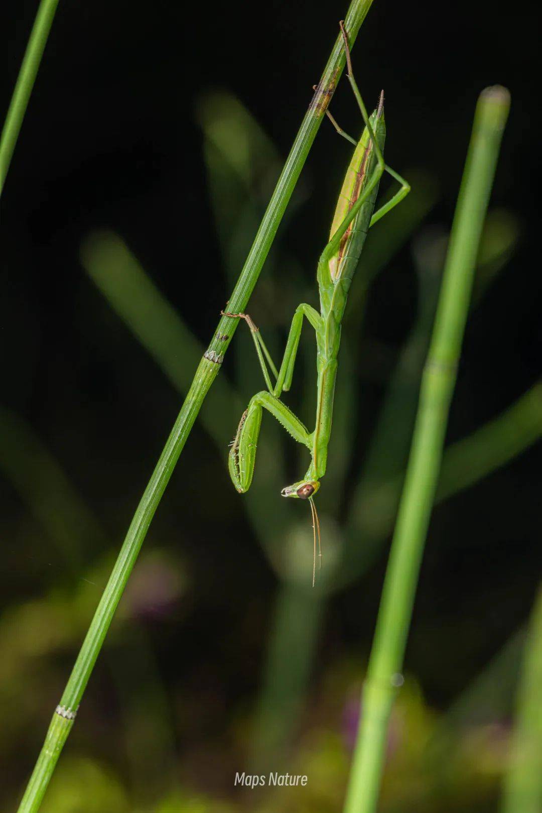 (Solo en verano) Observación nocturna de insectos | Al pie de la montaña Cangshan