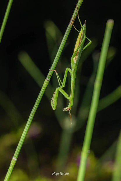 (Nur im Sommer) Nächtliche Insektenbeobachtung | Am Fuße des Cangshan-Berges