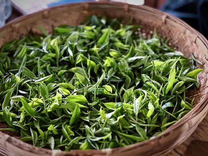 Mingqian-Grüntee und Dianhong-Tee vom Mocui Tea House