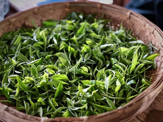 Trà xanh Mingqian và trà Dianhong từ Mocui Tea House