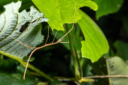 (Solo en verano) Observación nocturna de insectos | Al pie de la montaña Cangshan