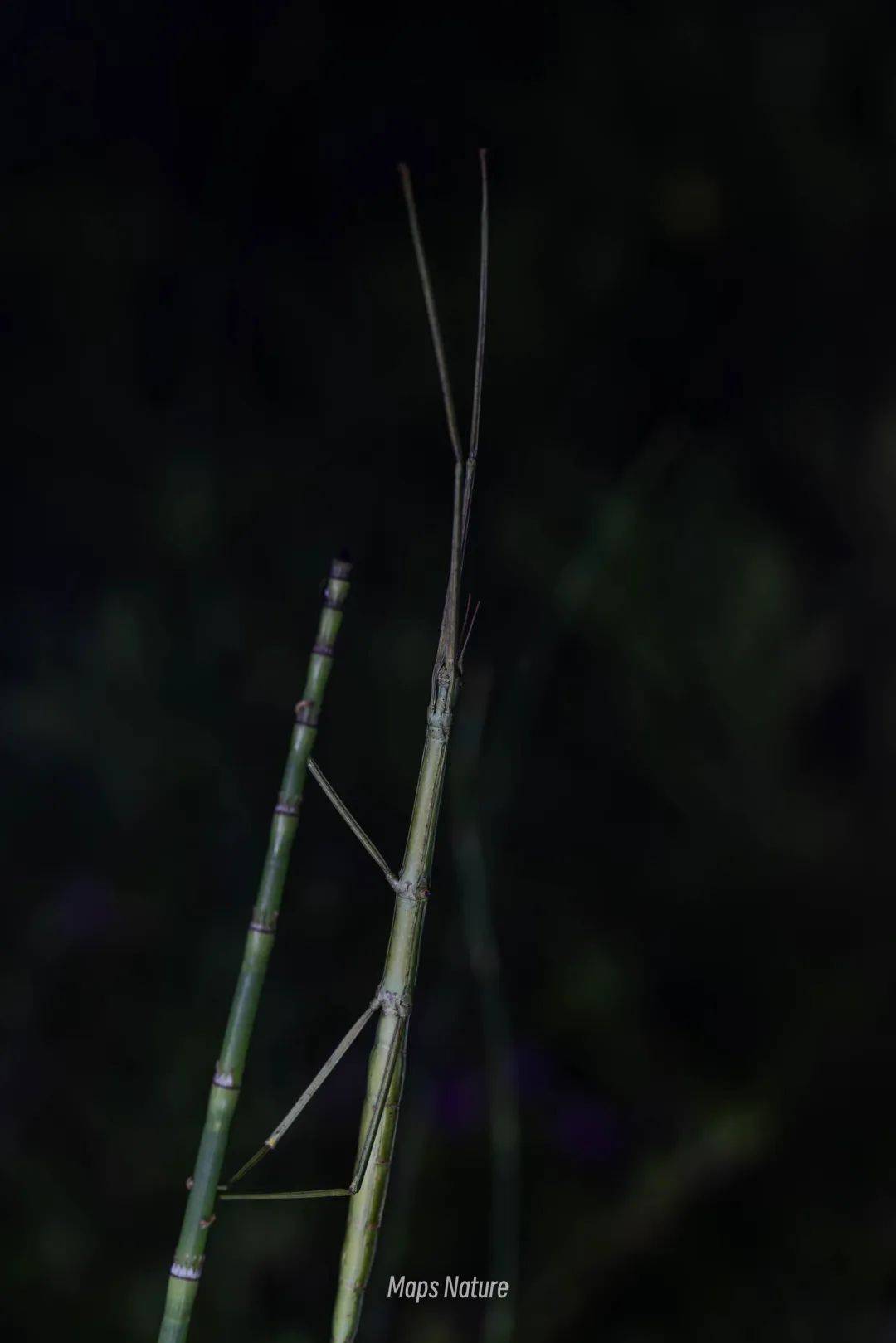 (Solo en verano) Observación nocturna de insectos | Al pie de la montaña Cangshan