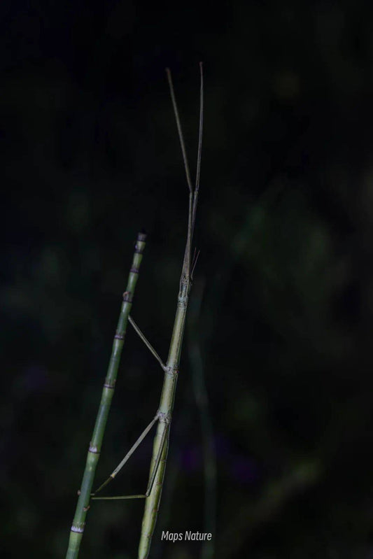 （夏季のみ）夜間の昆虫観察 | 苍山の麓 