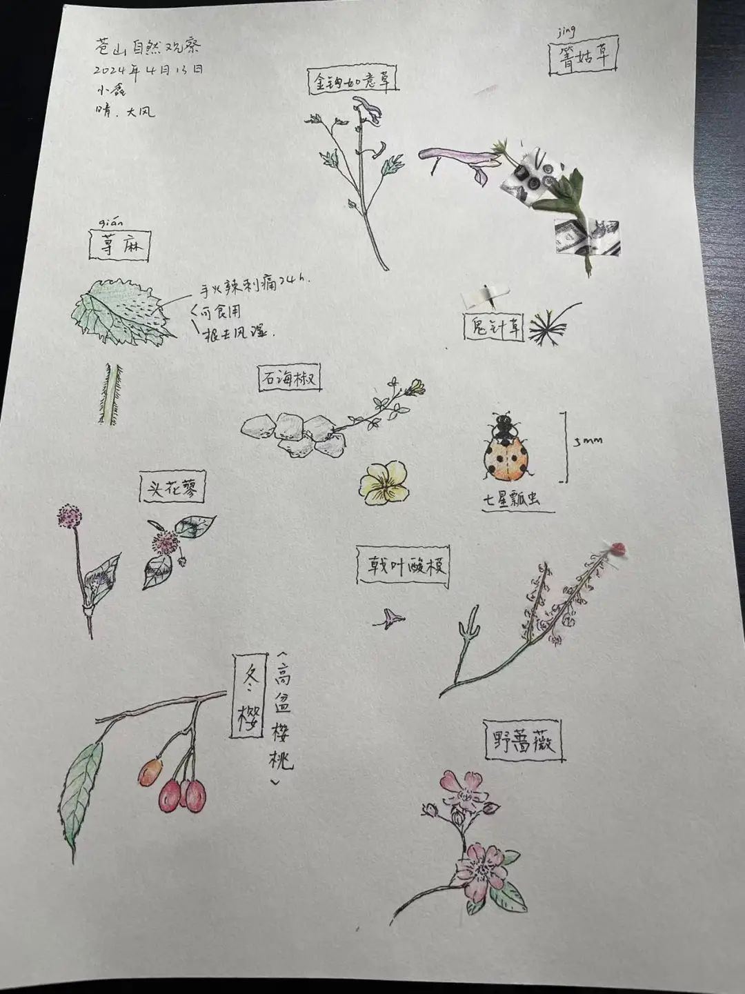 自然観察とノート | 鳥類、植物、昆虫 