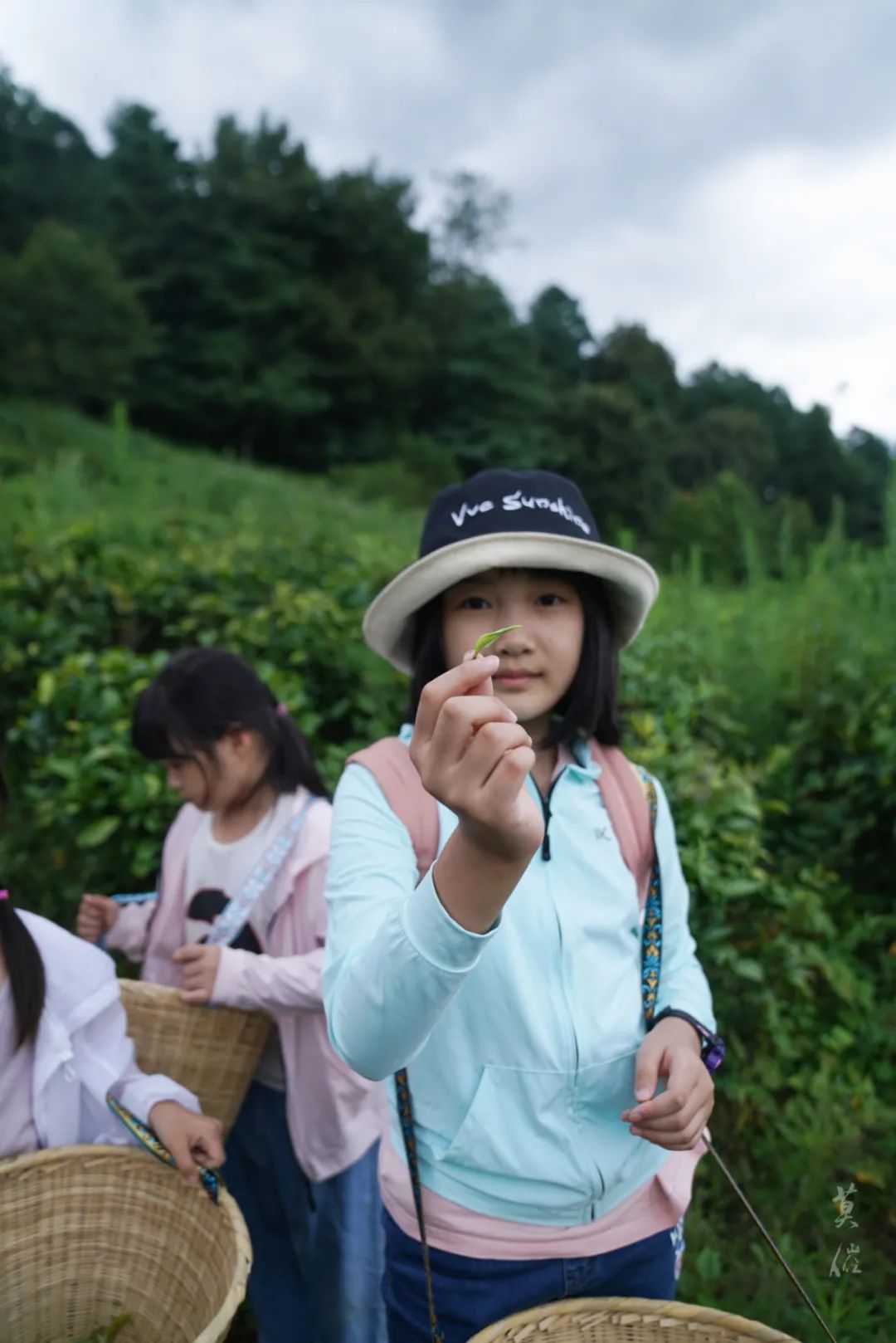 (April-November) Tea picking and tea frying | Tea garden by the stream