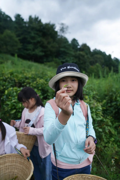 （4月-11月）採茶炒茶| 溪畔的茶園