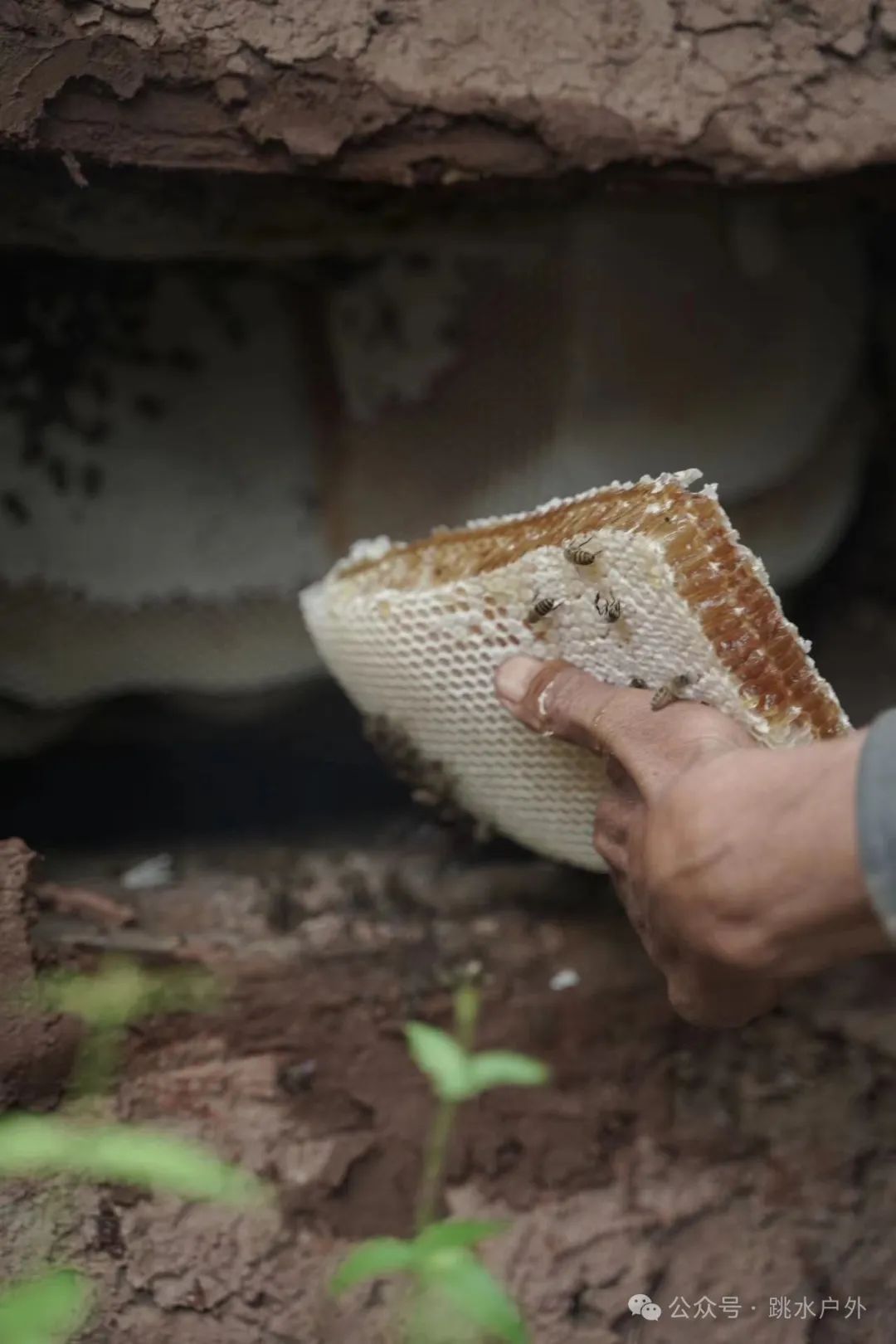 (Junio, julio) Recoger ciruelas en las montañas | Elaborar una botella de vino de ciruela verde