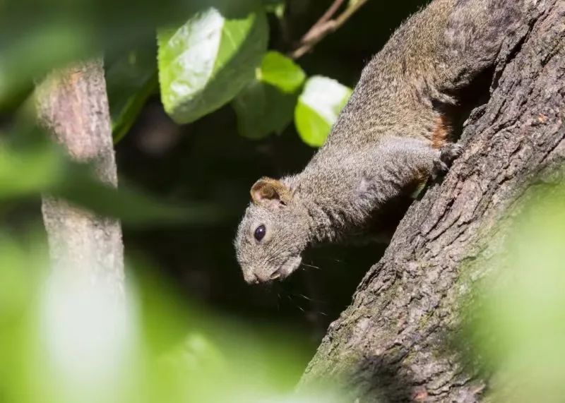 Observación de la naturaleza en Cangshan durante un día completo | Aves, plantas e insectos