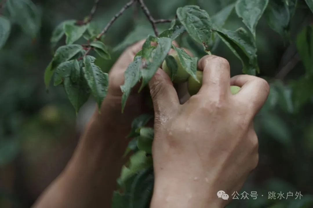 (Juin et juillet) Cueillette de prunes en montagne | Brassage d'une bouteille de vin de prune verte 