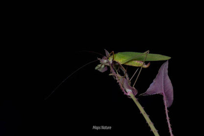 (Solo en verano) Observación nocturna de insectos | Al pie de la montaña Cangshan