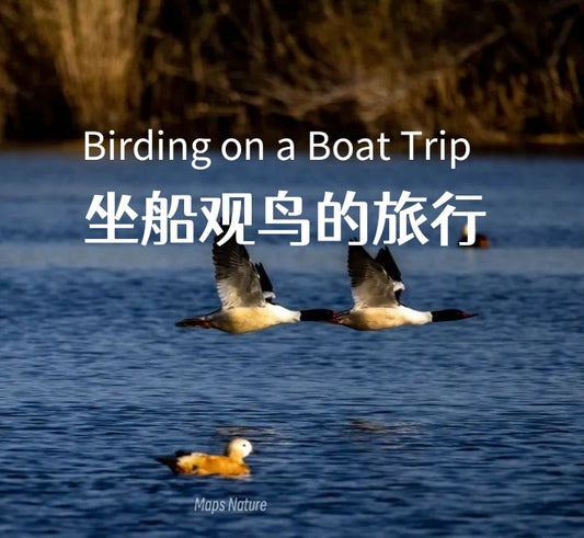 Excursión en barco para observar aves en el lago | Adéntrate en la naturaleza (martes, sábado)