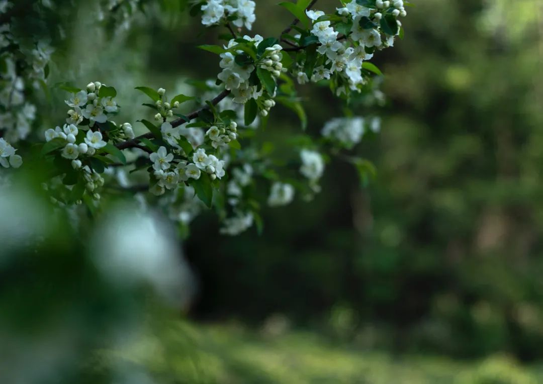 (April-November) Tea picking and tea frying | Tea garden by the stream