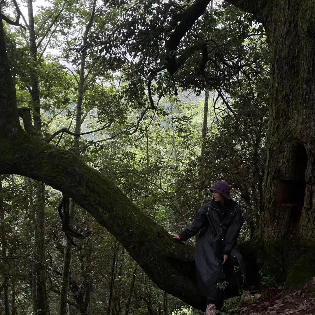 (Junio-noviembre) Campamento en la ladera oeste de la montaña Cangshan