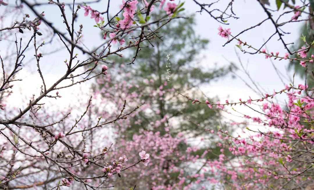 (Abril-noviembre) Recolección y fritura de té | Jardín de té junto al arroyo