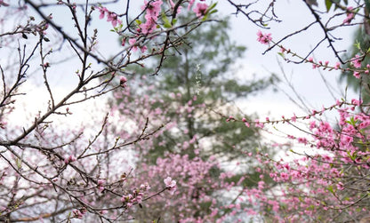 (April-November) Tea picking and tea frying | Tea garden by the stream