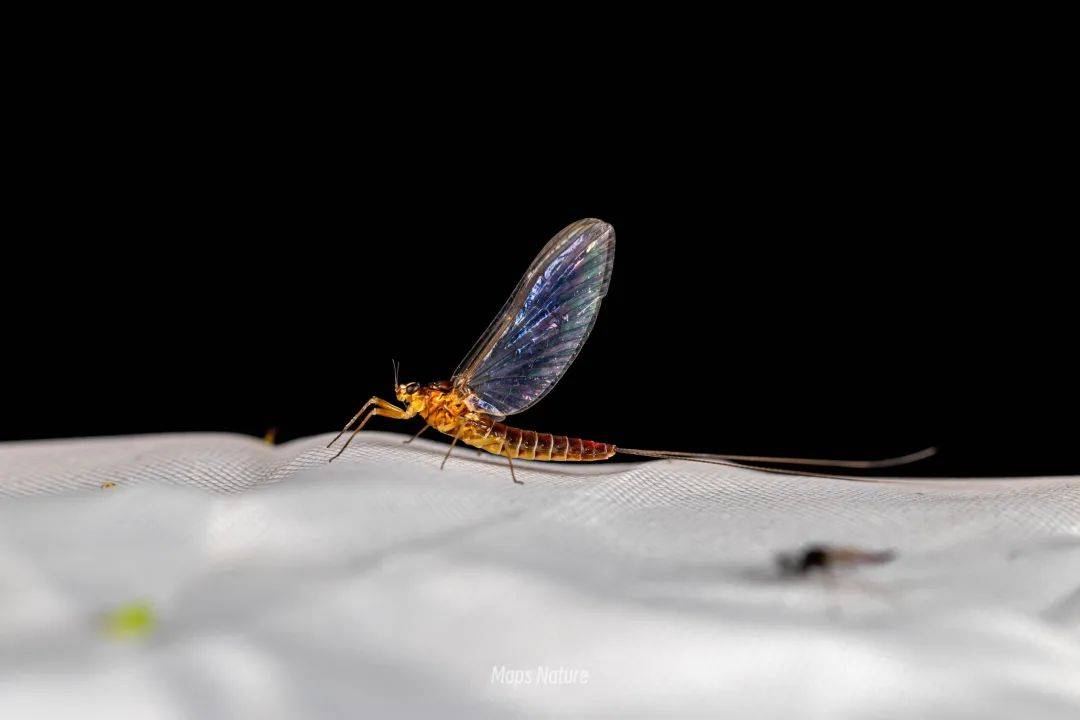 (Solo en verano) Observación nocturna de insectos | Al pie de la montaña Cangshan