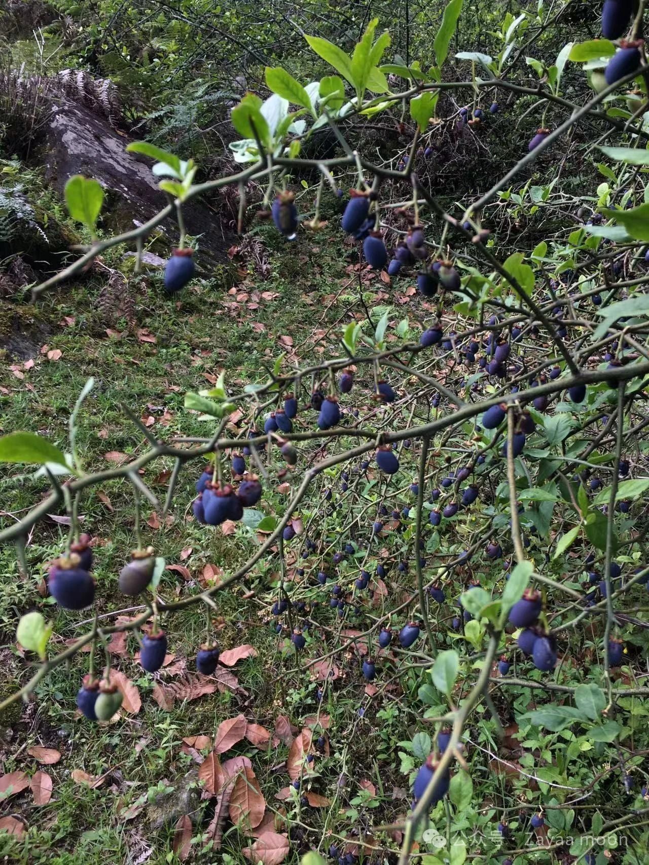 西坡深山裡「親戚」家的一天| 蒼山的另一邊