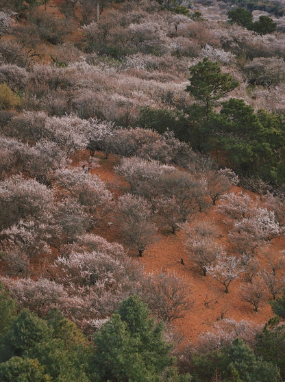 (De finales de enero a mediados de febrero) Camine por el bosque de ciruelos en flor en las montañas y recolecte miel local de los agricultores.