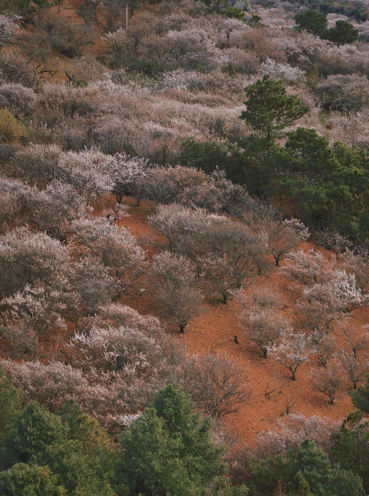 （1月末～2月中旬）山の中の梅林を歩き、農家で土産の蜂蜜を採集する。 