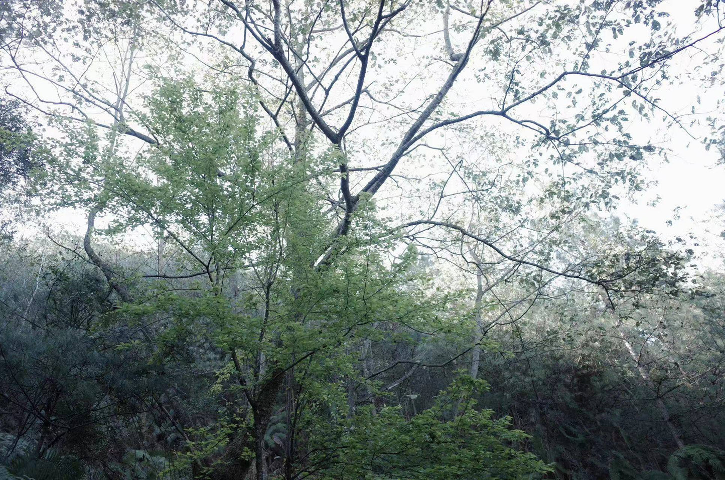 広い松坪軽歩行 | 田園・小川・森 