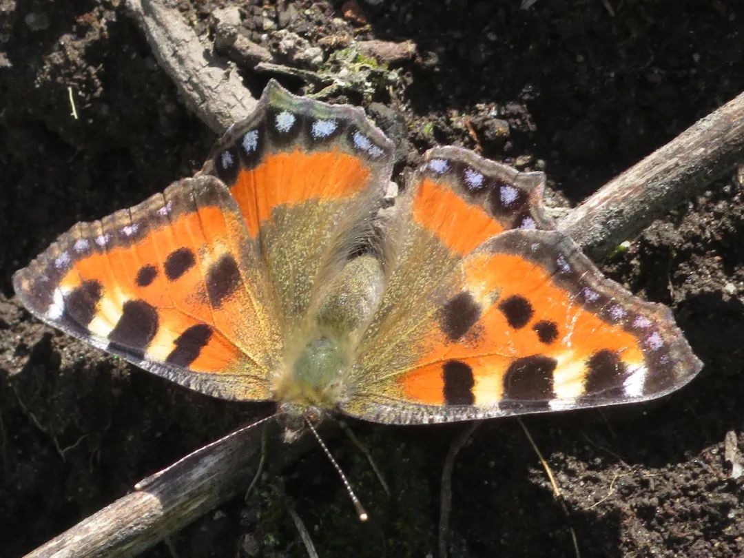 Naturbeobachtungen und Notizen | Vögel, Pflanzen und Insekten