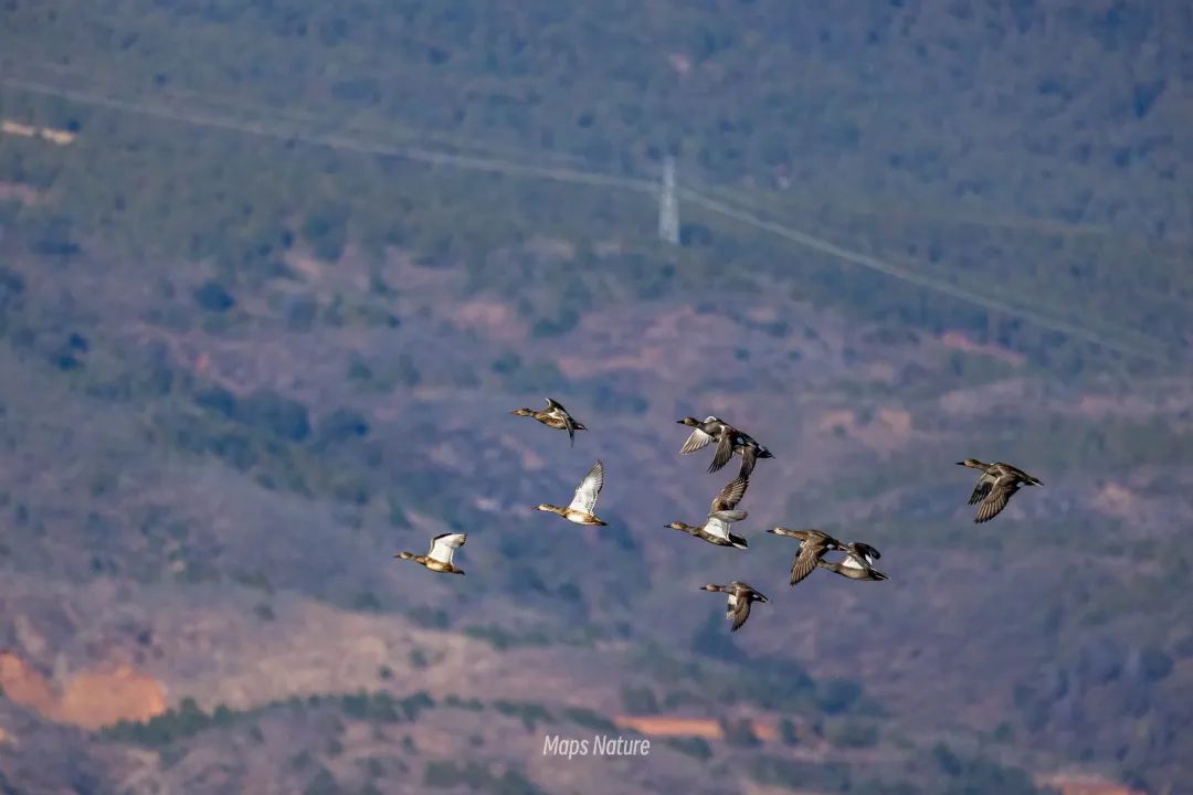 Bird watching trip on the lake | Go deep into nature (Tuesday, Saturday)