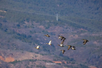 Vogelbeobachtungsausflug mit dem Boot auf dem See | Tauchen Sie tief in die Natur ein (Dienstag, Samstag)