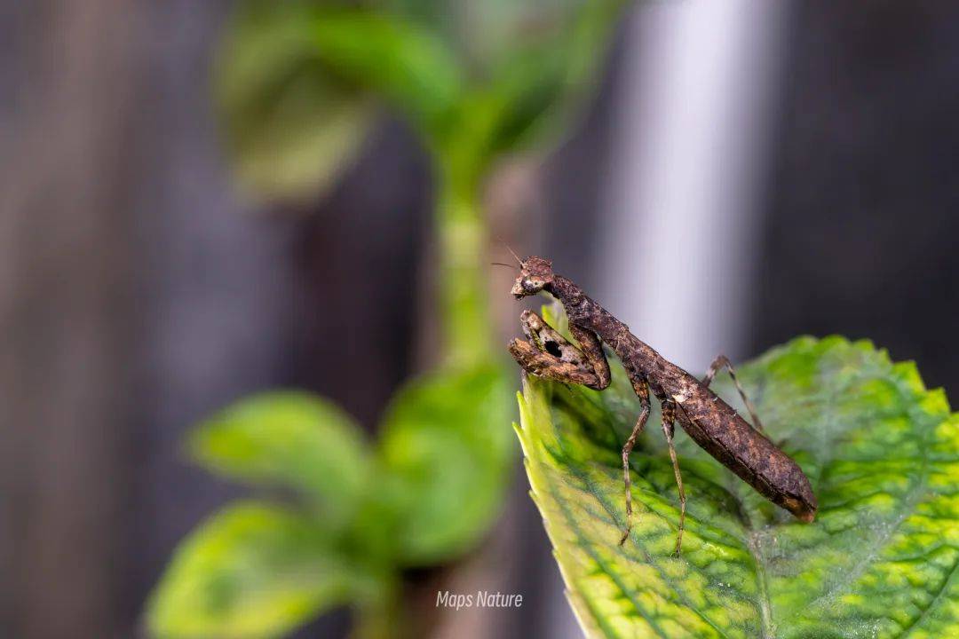 (Nur im Sommer) Nächtliche Insektenbeobachtung | Am Fuße des Cangshan-Berges