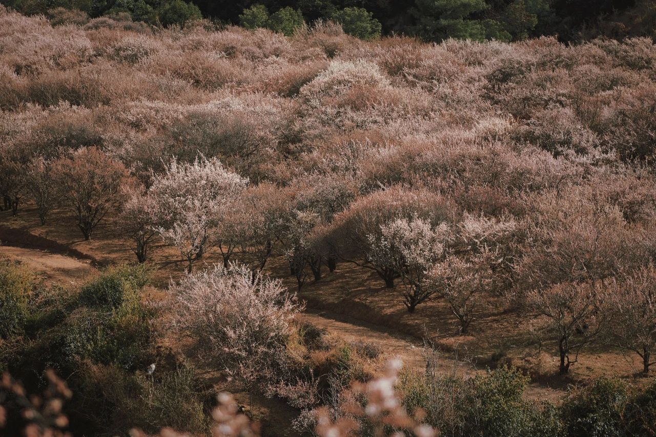 (De finales de enero a mediados de febrero) Camine por el bosque de ciruelos en flor en las montañas y recolecte miel local de los agricultores.