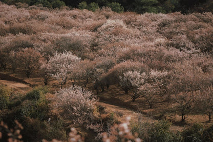 （1 月末-2 月中旬）徒步山裡的梅花林農家採割土蜂蜜