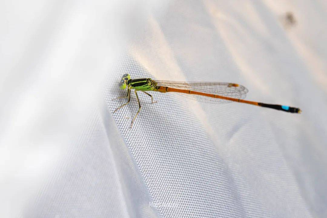 (Solo en verano) Observación nocturna de insectos | Al pie de la montaña Cangshan