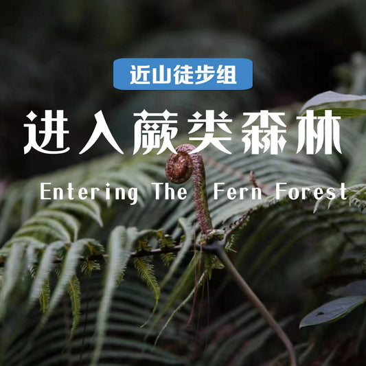 Hike in the fern forest (medium distance) 