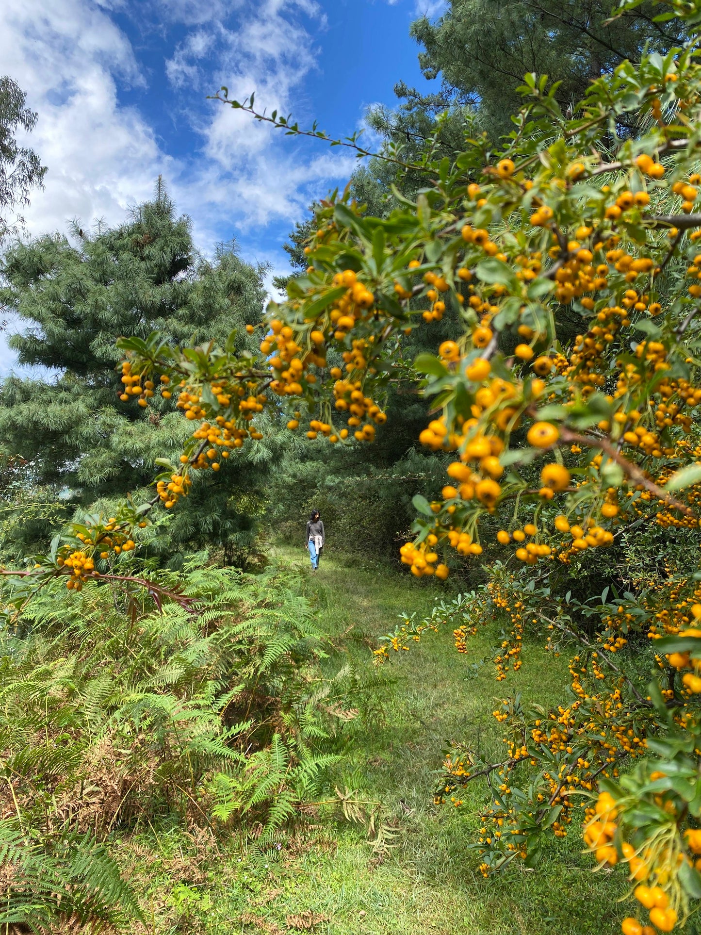 凤羽山野轻徒步｜乡村、田野和古寺