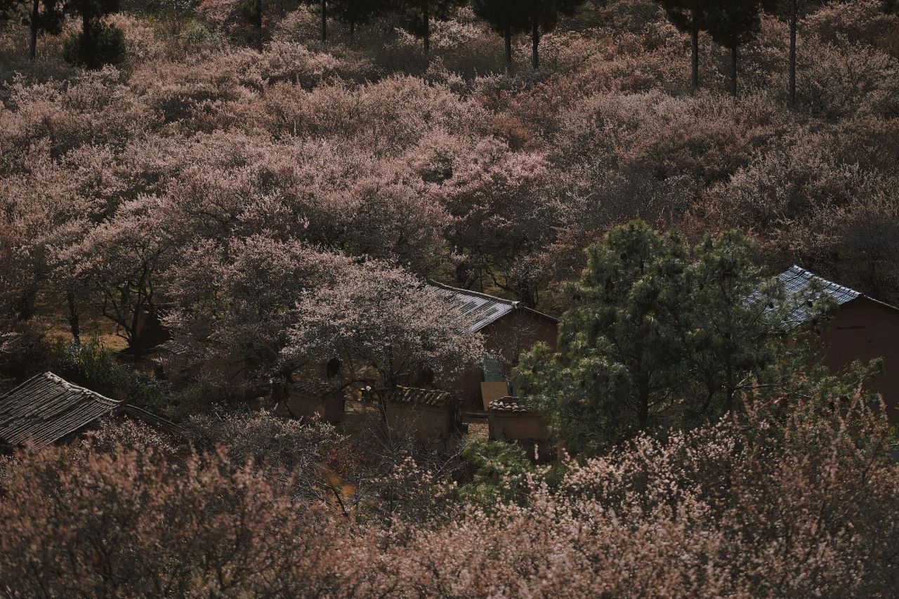 (1월 하순~2월 중순) 산 속 매화 숲을 하이킹하고 농장에서 직접 채취한 꿀을 받아보세요.