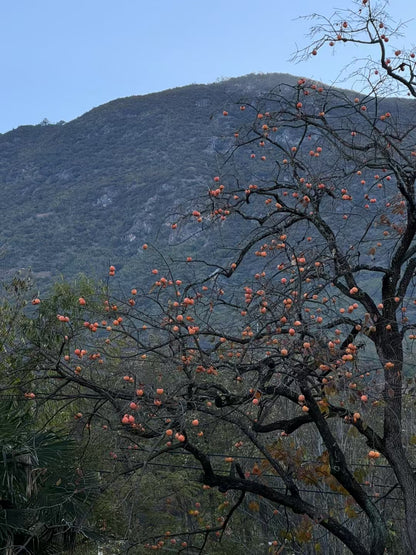 Excursión de dos días a Shaxi: antigua ciudad del té y los caballos, grutas budistas en el valle, vida rural